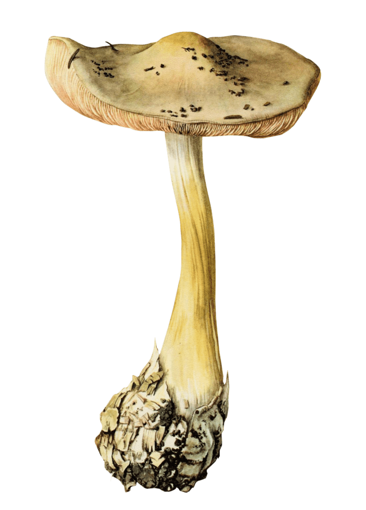 Vintage Mushrooms (16)