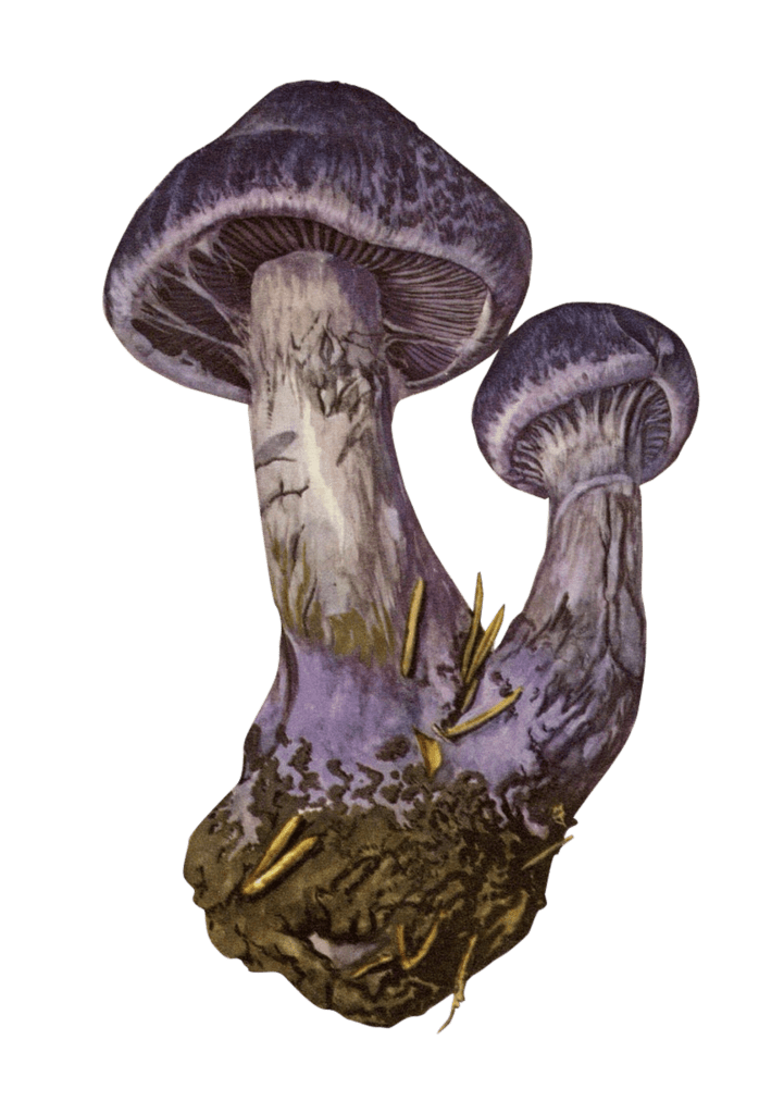 Vintage Mushrooms (18)