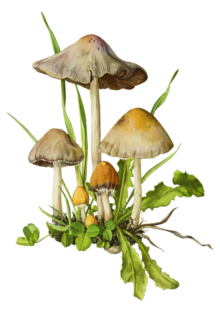 Vintage Mushrooms (44)