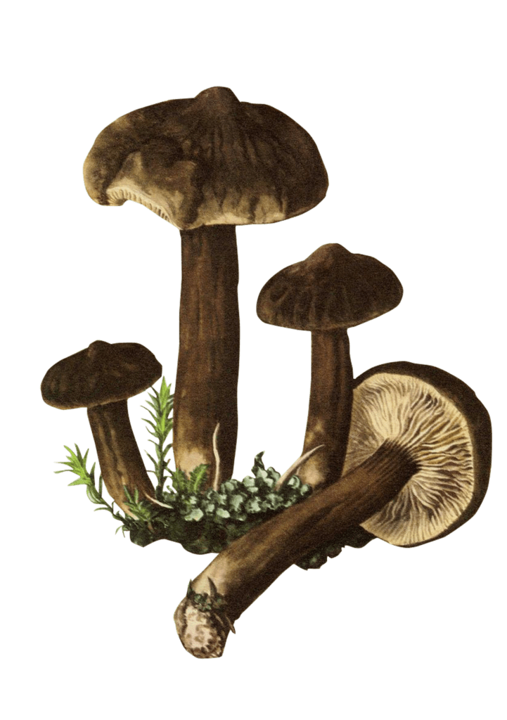 Vintage Mushrooms (56)